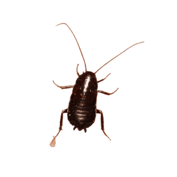 Oriental Cockroach-pesteraser.in Oriental Cockroach-pesteraser.in