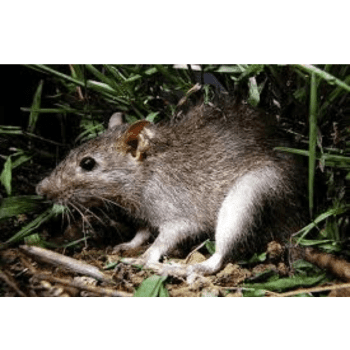 Rattus argentiventer (Ricefield rat) Rattus argentiventer (Ricefield rat)-pesteraser.in