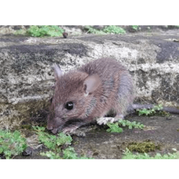 Rattus hoffmanni (Hoffmann’s Sulawesi rat)-pesteraser.in Rattus hoffmanni (Hoffmann's Sulawesi rat)-pesteraser.in