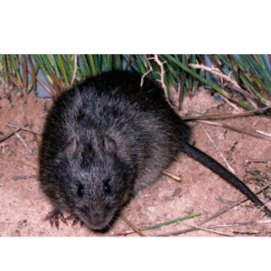 Rattus lutreolus (Australian swamp rat)-pesteraser.in