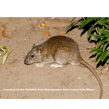 Rattus norvegicus (Norway rat or brown rat) Rattus norvegicus (Norway rat or brown rat)- pesteraser.in
