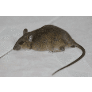 Rattus osgoodi (Osgood's Vietnamese rat)-pesteraser.in