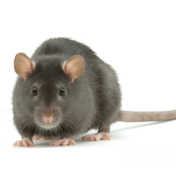 Rattus rattus (Black rat or house rat) Rattus rattus (Black rat or house rat)-pesteraser.in