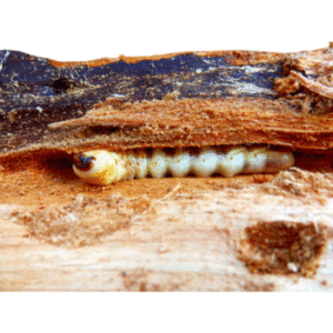 Round-headed Borers-PESTERASER.IN