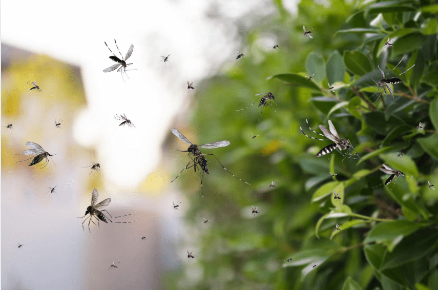pest eraser home pest control