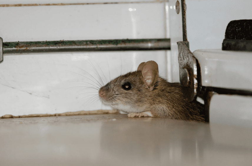 pest eraser home pest control