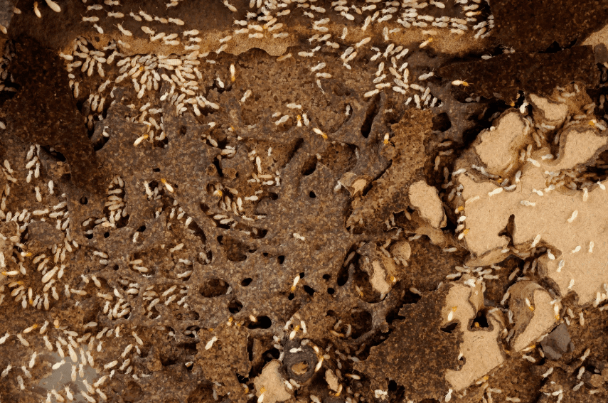 pest eraser home pest control