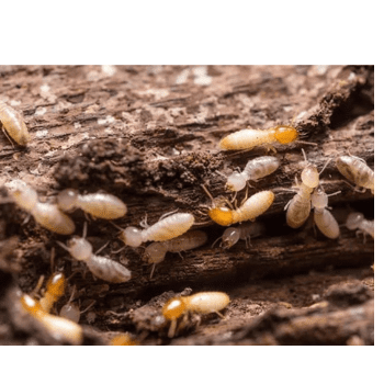 Subterranean Termites Subterranean Termites-pesteraser.in