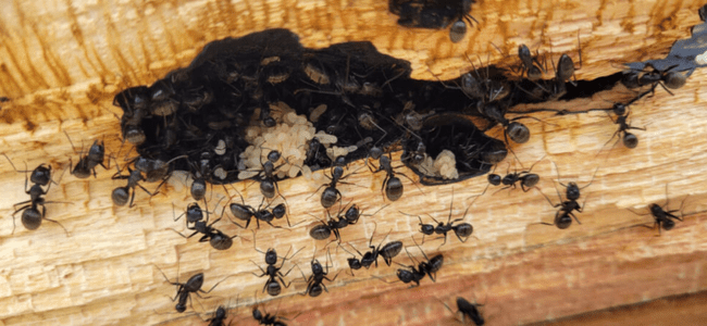 TOP BEST ANTS CONTROL SERVICES BY PESTERASER.IN TOP BEST ANTS CONTROL SERVICES BY PESTERASER.IN