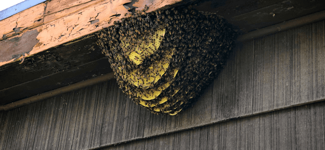 TOP BEST BEHIVE REMOVAL CONTROL SERVICES BY PESTERASER.IN TOP BEST BEHIVE REMOVAL CONTROL SERVICES BY PESTERASER.IN