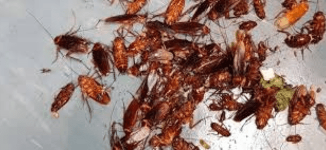 TOP BEST COCKROACH CONTROL SERVICES BY PESTERASER.IN TOP BEST COCKROACH CONTROL SERVICES BY PESTERASER.IN