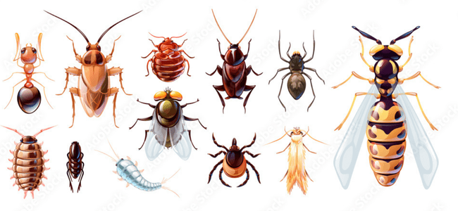 TOP BEST GENERAL PEST CONTROL SERVICES BY PESTERASER.IN TOP BEST GENERAL PEST CONTROL SERVICES BY PESTERASER.IN