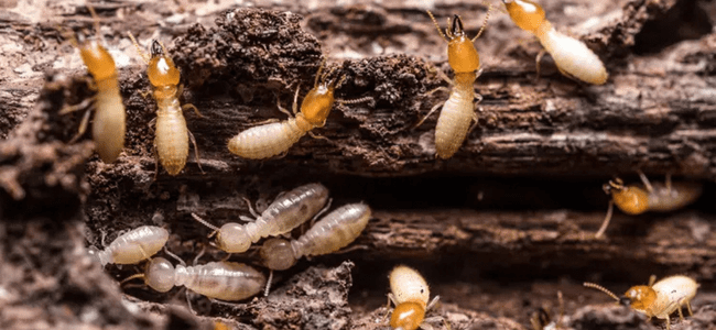 TOP BEST TERMITE CONTROL SERVICES CHENNAI -PESTERASER.IN TOP BEST TERMITE CONTROL SERVICES CHENNAI -PESTERASER.IN