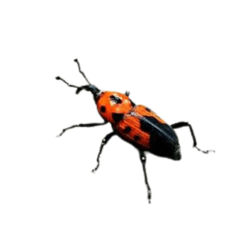 Weevils (Curculionidae) Weevils (Curculionidae)-PESTERASER.IN