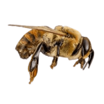 western honey bee (apis mellifera) western honey bee (apis mellifera) - PESTERASER.IN
