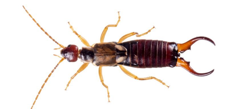 pincher bug