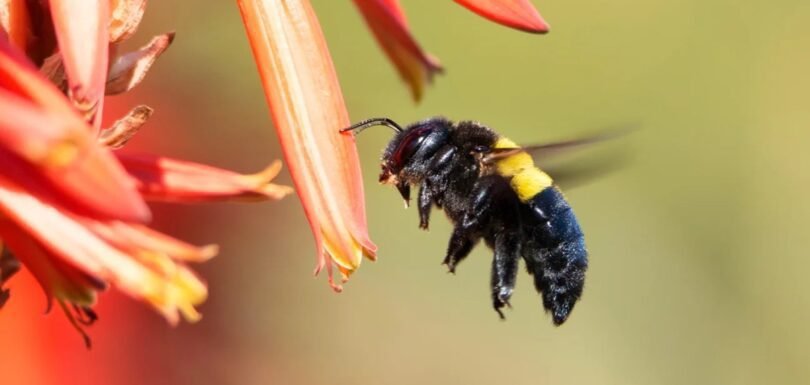 Carpenter Bee Stings