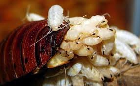 Cockroach Egg
