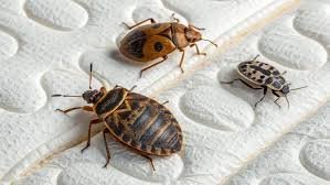 bed bugs