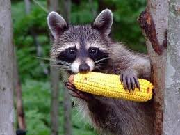 raccoons eat