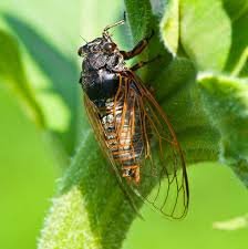 cicada sound