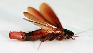 flying cockroach