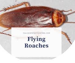 can cockroaches fly