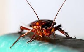 do cockroaches bite
