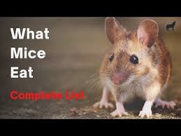 what do mice eat
