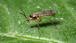 gnats in house
