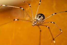 are daddy long legs poisonous
