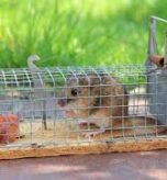 best mouse traps