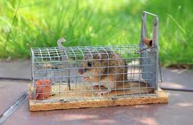 best mouse traps