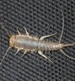 how to get rid of silverfish