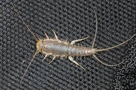 how to get rid of silverfish