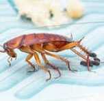 cockroach droppings