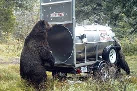 Bear trap