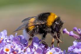 do bumble bees sting