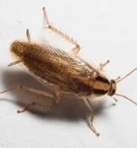 german roach