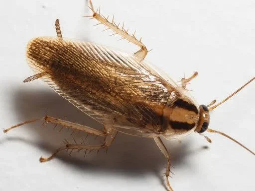 german roach