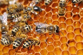Bee Hive