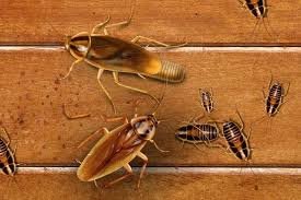 Baby cockroaches