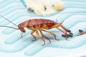 Cockroach droppings