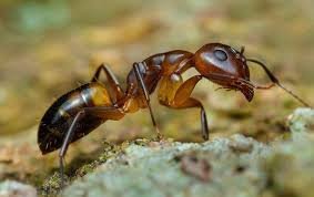sugar ants
