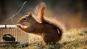Trapped squirrels