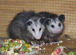 what do opossums eat