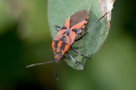 chinch bugs