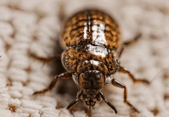 Carpet Beetle